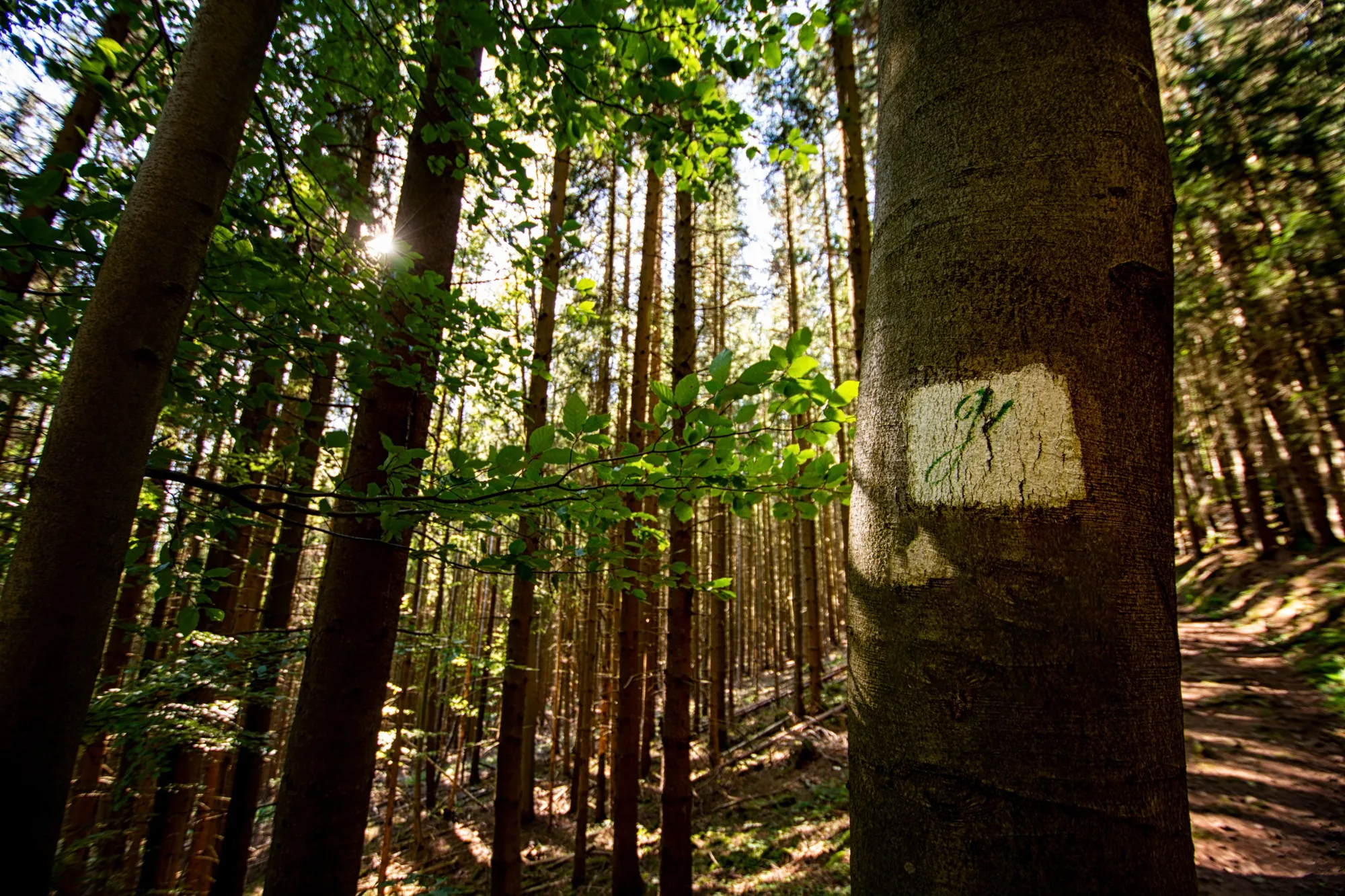 Wegzeichen des Goethewanderwegs im Wald bei Ilmenau-Manebach