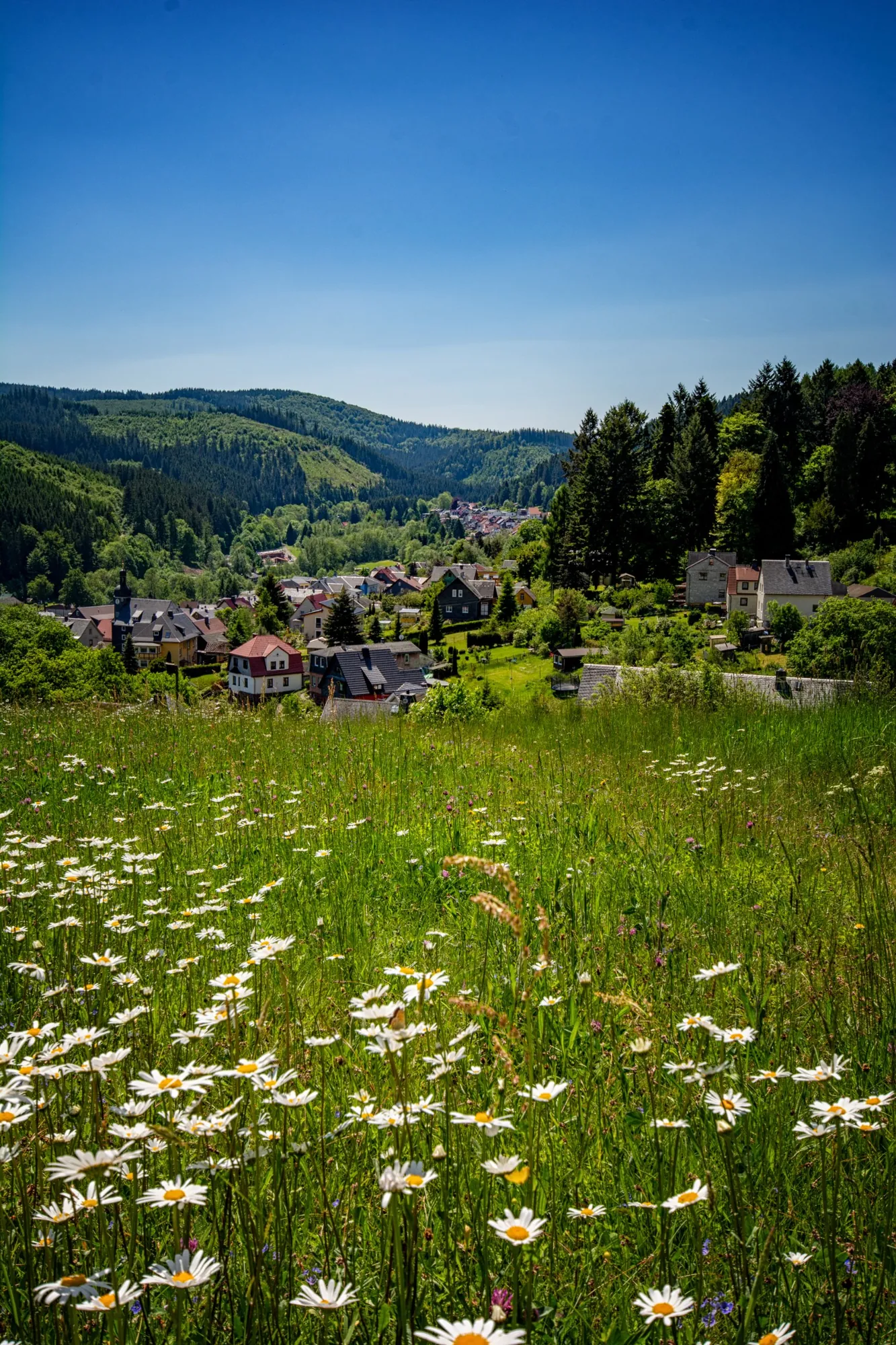 Margeritenwiese mit Blick auf Ilmenau-Manebach im Thüringer Wald